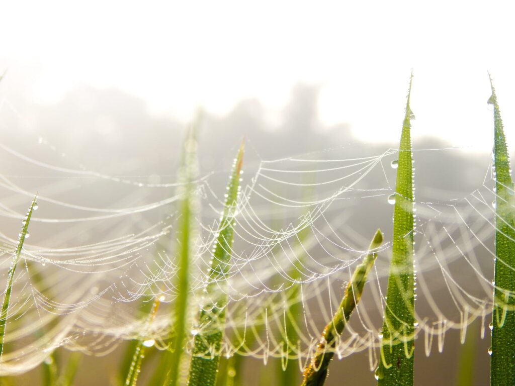 arachnid blur close up cobweb